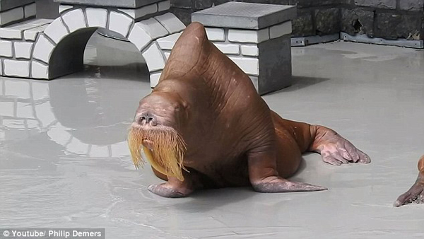 加动物园海象瘦骨嶙峋疑遭虐待 园方回应称"减重中"_新浪新闻