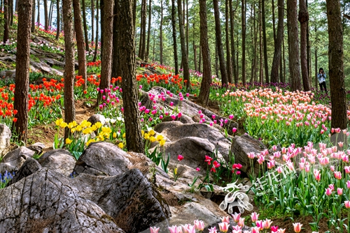 涪陵大木花谷呈现极致花生活欢乐游园会唤醒你的童年记忆