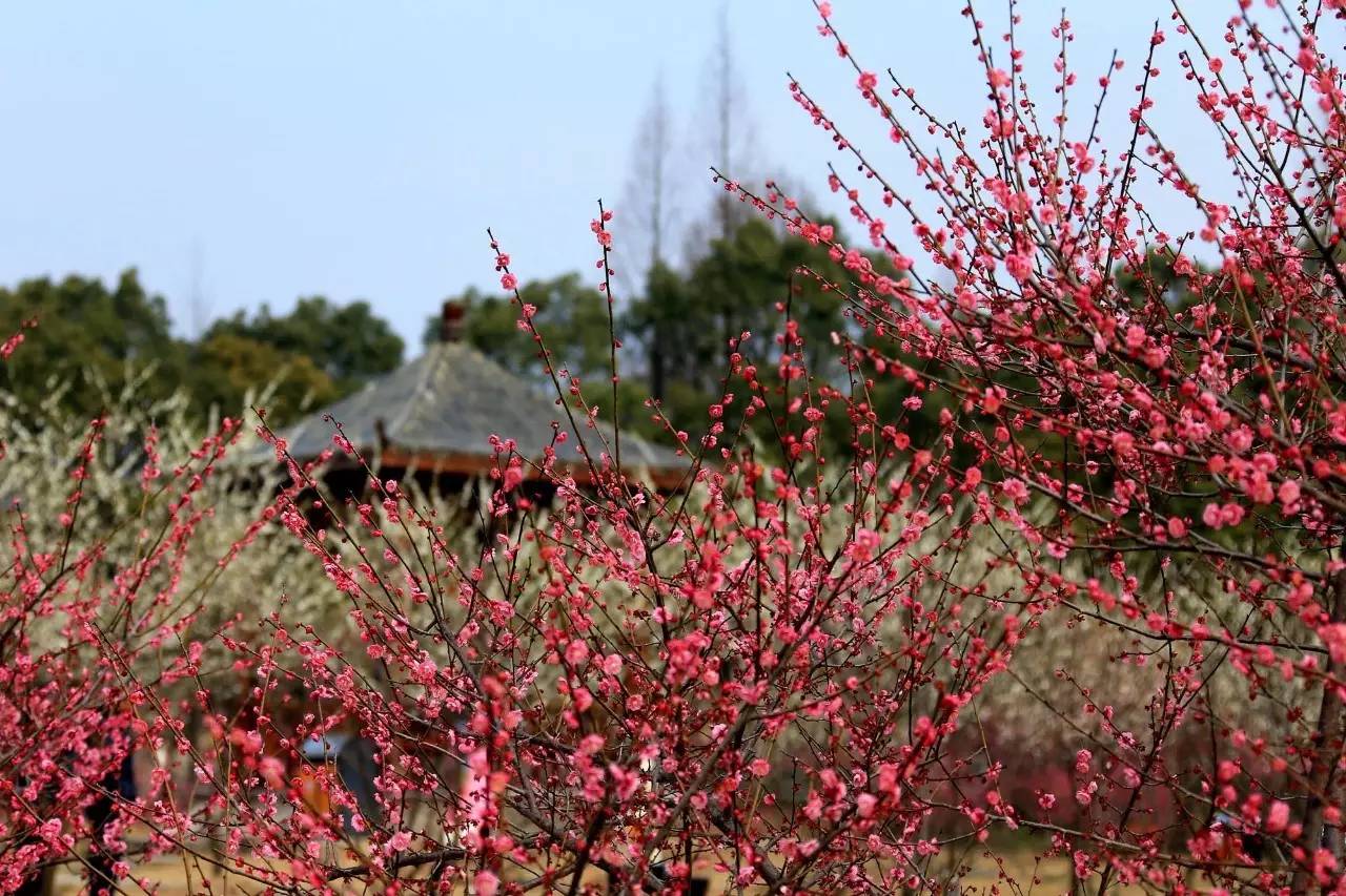 等閒識得東風面萬紫千紅總是春