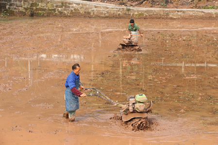 村民在用"铁牛"犁田