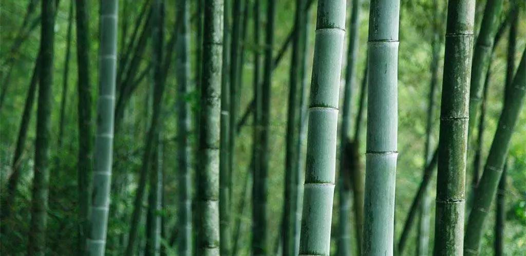 知识 | 竹子“重组”更胜混凝土！|竹子|混凝土|知识_新浪新闻