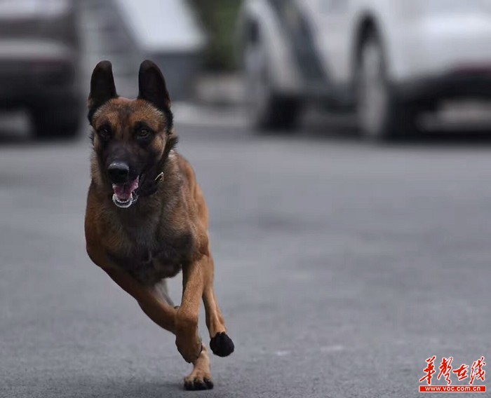 嫌犯藏匿毒品拒不交代张家界公安警犬小龙再次立功