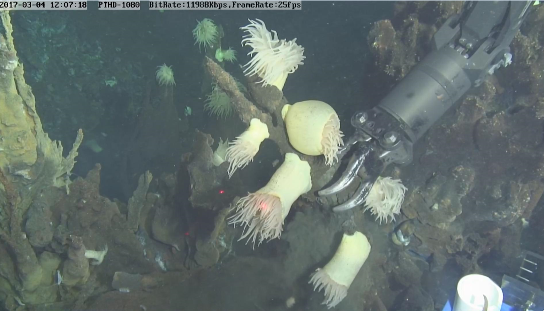 蛟龙号第三,第四潜次均发现热液喷口