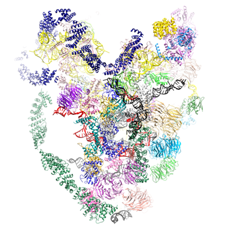 生物物理所解析90s核糖体组装前体的冷冻电镜结构