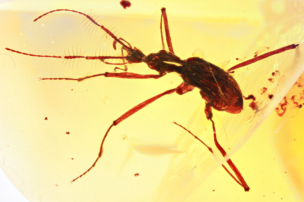 南京古生物所等发现一亿年前专性捕食跳虫的苔甲化石