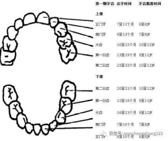 孩子乳牙龋齿真的不用管吗