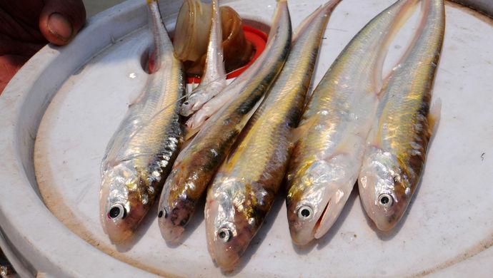 长江刀鱼7800元一斤,"最后一捕"不必"最后疯狂"