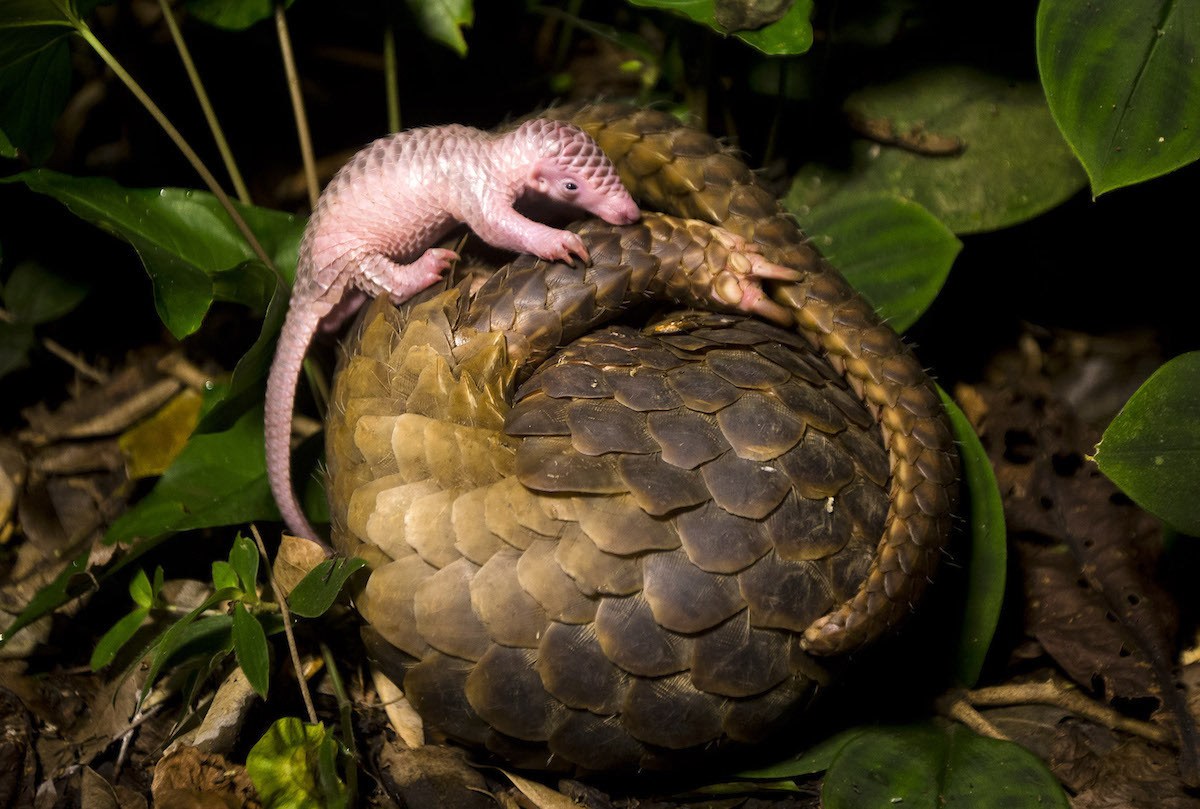 比大熊猫珍稀的穿山甲,五头够造一小楼