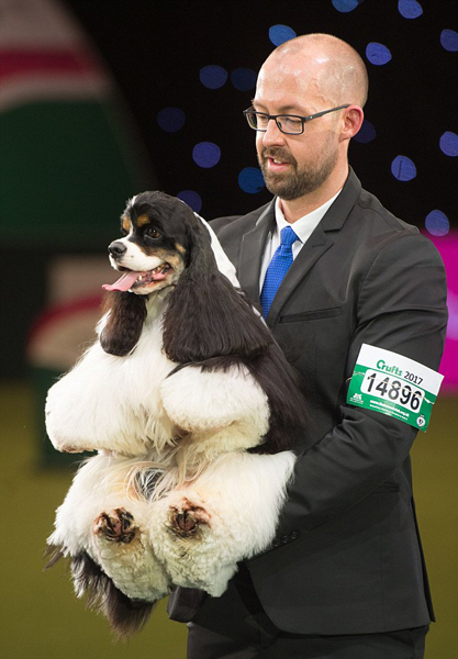 英狗展评选结果遭网友置疑称冠军徒有可爱外表