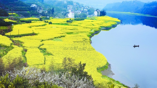 3月14日,泸溪县潭溪镇千亩油菜高产示范片里花开如海,美得醉人!