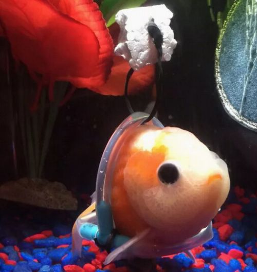 Youtube这只 坐轮椅 的金鱼火了网友纷纷点赞 手机新浪网