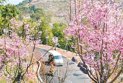 图为绿野山庄樱花谷.(徐欣 谢斌 摄)