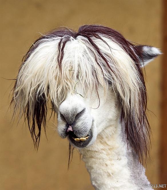 网友晒羊驼搞怪照片 哥勒特傲娇迷之忧郁 甩你一脸!