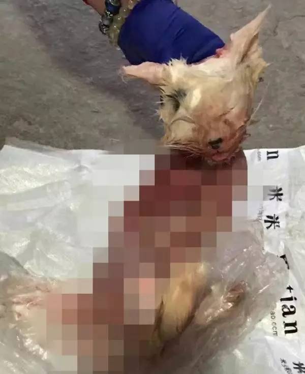 静安一男子家中杀猫多年,爱猫人士涌向小区喊停!