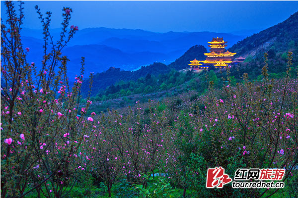 花草新闻社洪江古商城浪漫樱花季4月开幕