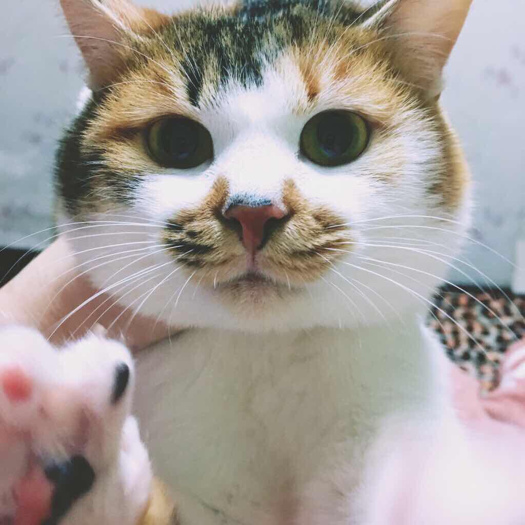 “十几块钱的土猫养着掉价!”“我呸!”