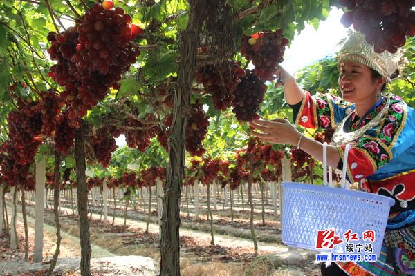 绥宁县东山乡依托产业脱贫攻坚