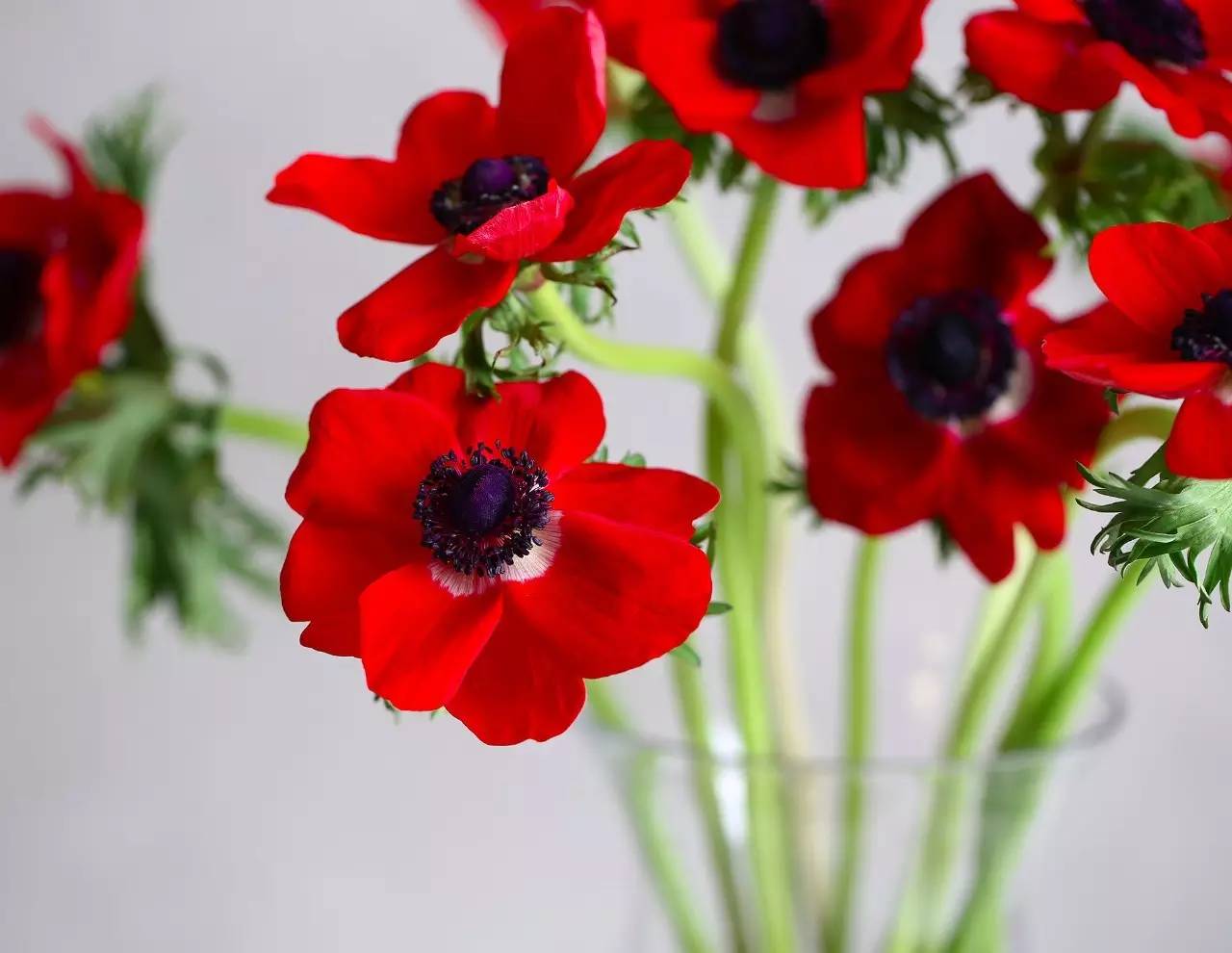 它是最正宗的红,却代表没结果的爱|红色|红玫瑰|银莲花_新浪网