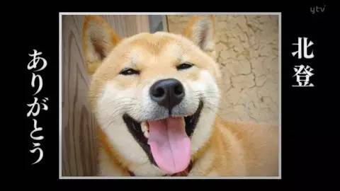 祝可爱的北登在另一个世界,依旧开心地绽放笑容.图片来自网络