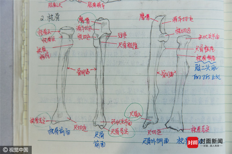 手绘人体器官大二女生解剖学笔记惊艳走红 手机新浪网