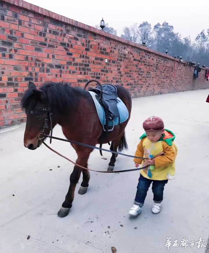 英国皇室同款矮马安家大邑三岁小朋友也能骑