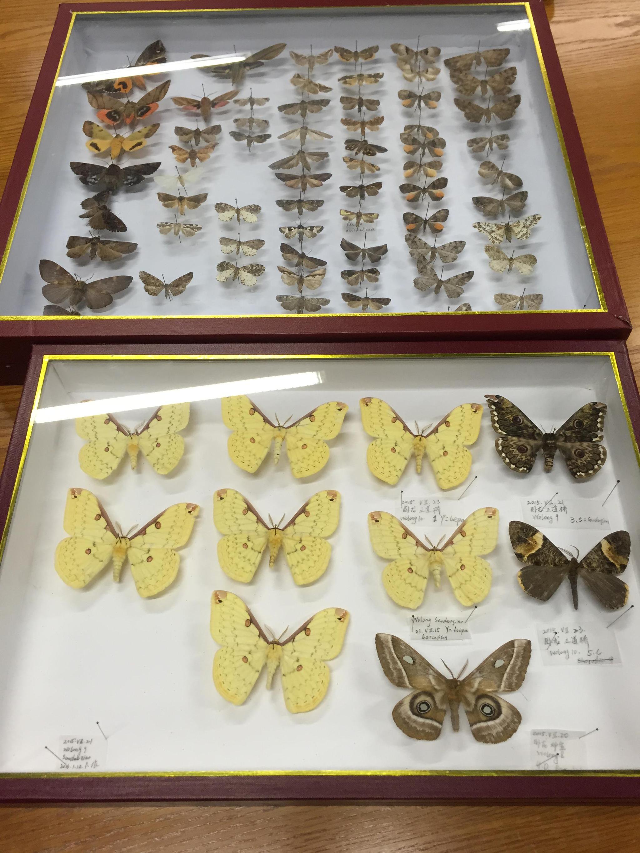 上海自然博物馆收到法国礼物:147年前飞蛾标本