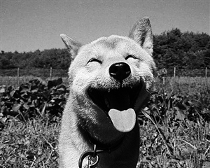 高龄"网红"柴犬去世元气表情包定格16岁