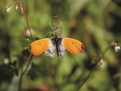 南京浦口老山 出现橙翅襟粉蝶