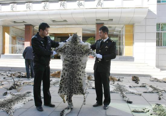 西藏查获一重大濒危动物制品案件 缴获20张雪豹皮