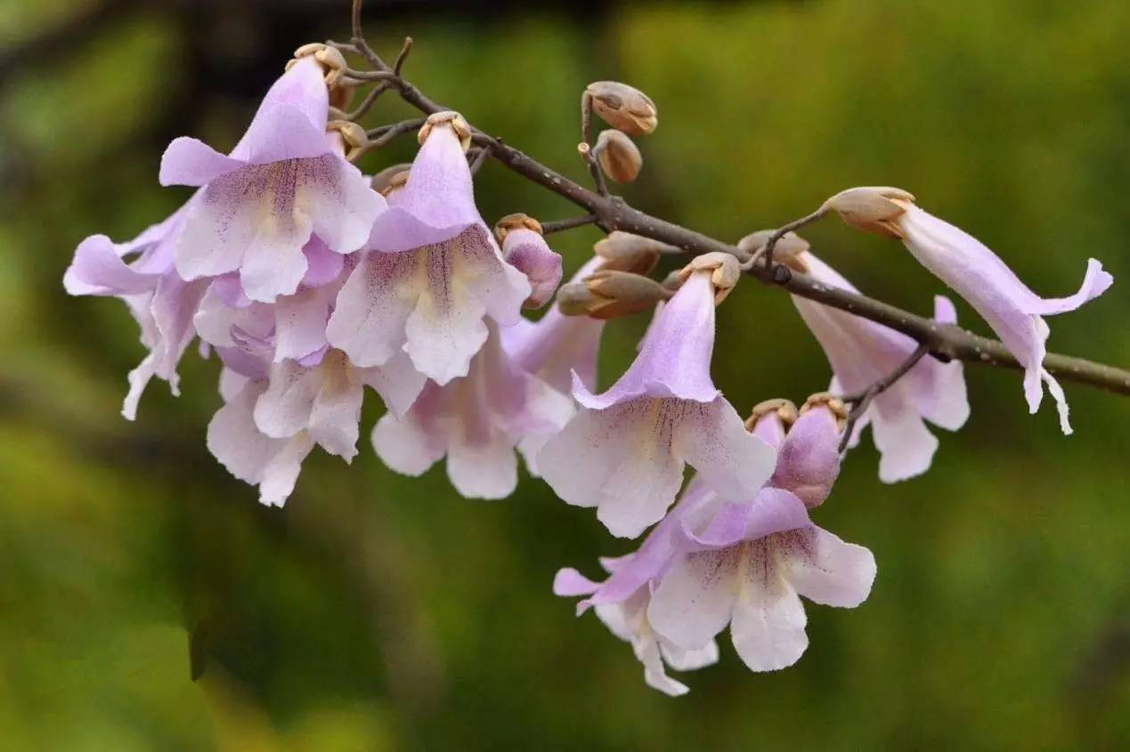 夜读| 清明:等闲春过三分二 凭伏桐花报与知|种