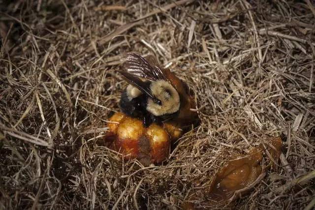 熊蜂为何无法交配,乃至濒临灭绝?因为它们太胖了