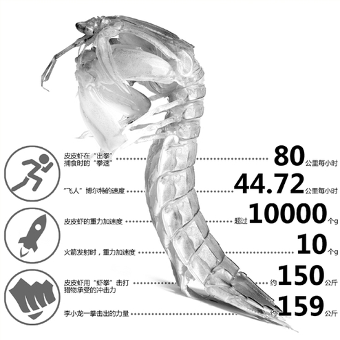 那只"我们走"的皮皮虾,是个战神