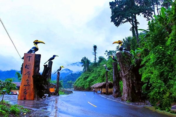 中国犀鸟谷入口展翅高飞林中穿梭梳理羽毛享受美食嬉笑打闹俯冲而下