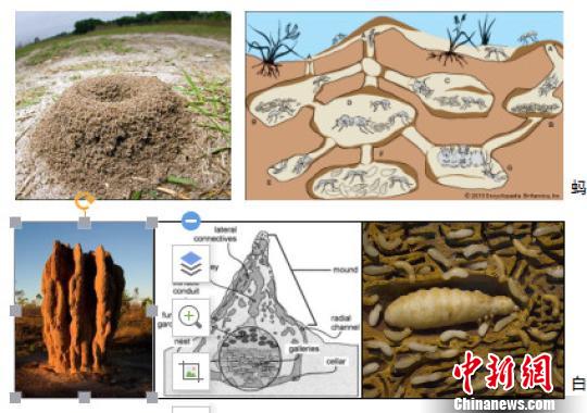 摄古生物学界认为,螱客的研究对理解白蚁社会性的起源,白蚁巢穴中共生