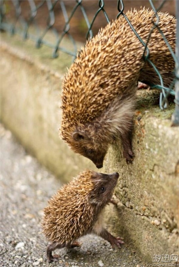 看到动物们互相帮助的一面,内心超级温暖,这样的好朋友真的是一辈子都