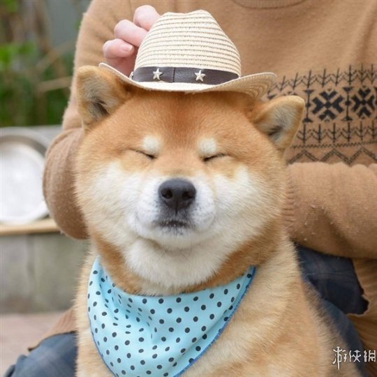 "狗中吴彦祖" 表情最丰富,魔性的柴犬让人无法抵挡