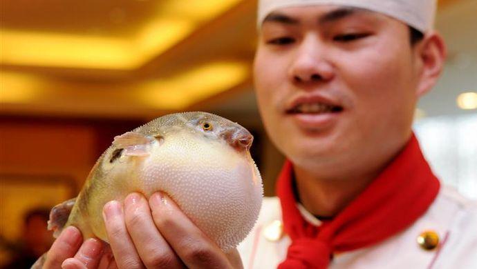 消费者自愿吃河豚鱼商贩销售仍涉嫌违法是的上海一商户因被检察院批捕