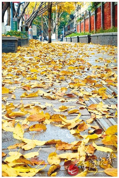 街头落叶 美翻朋友圈