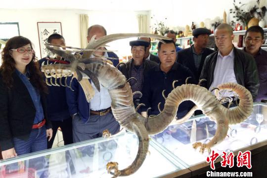 "羊角龙"工艺品现身新疆 游人2万元求购