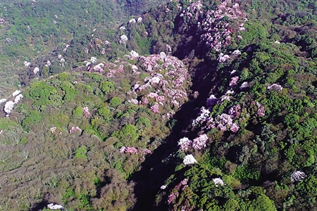 走,去金佛山赏杜鹃花海