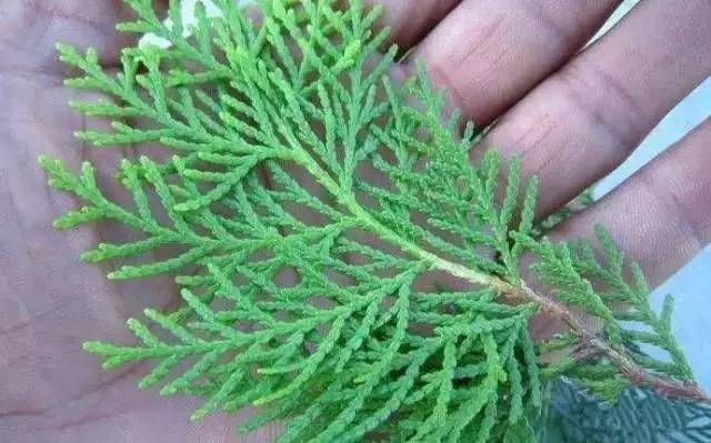 侧柏叶|脱发|黑发_新浪新闻