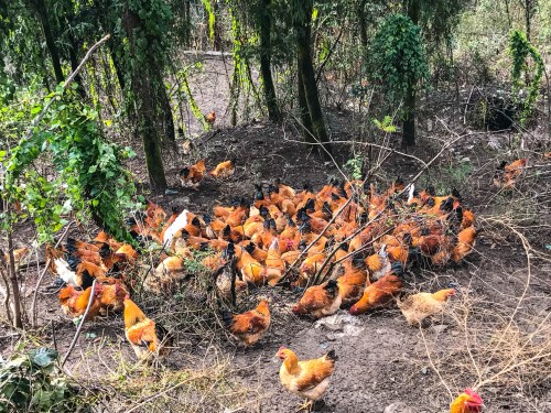 云阳县后叶镇小伙返乡创业 养鸡用了一个山头