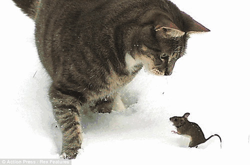 老鼠动图真实图片
