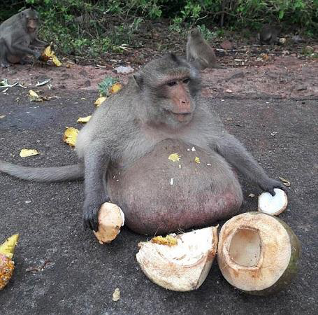 泰国猴子胖成猪走红网络如何对待动物引人思考