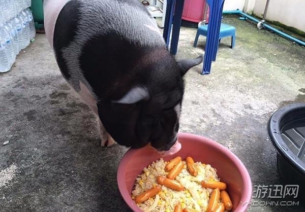 泰国男子养宠物猪作伴结果一年后小猪竟变成二师兄