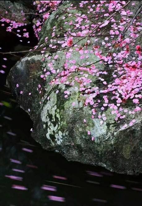 最美落花诗十首:如梦凄迷!
