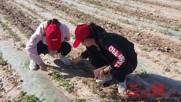 新疆喀什:强对流天气造成7万亩农田受灾人保财