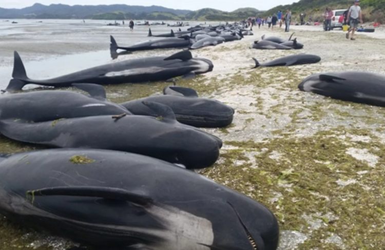 从恐怖片,自残到结束生命|社交网络|自杀|蓝鲸_新浪科技_新浪网