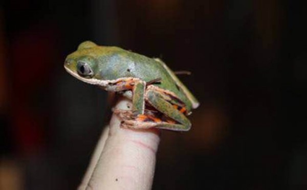 图分别为被截获的红眼树蛙(白化个体),虎纹腿猴树蛙和白腹芦苇蛙 北京