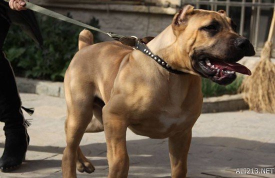 世界十大难以被驾驭的凶猛恶犬!狩猎专用你敢养?